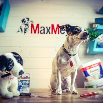 smalti maxmeyer cagnolino max